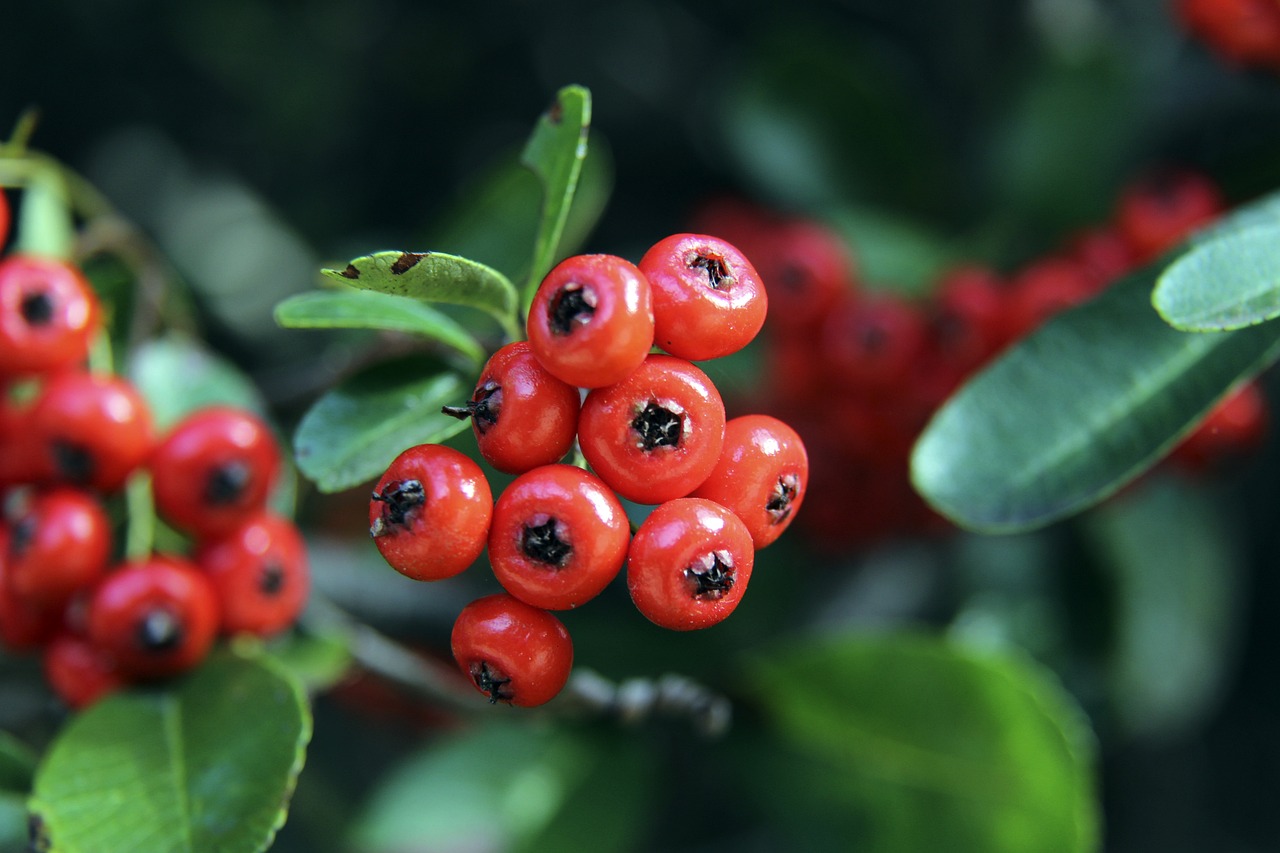 那场比赛罗 那场比赛罗